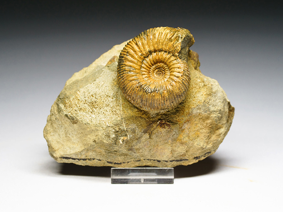 Ammonit aus der Schweiz