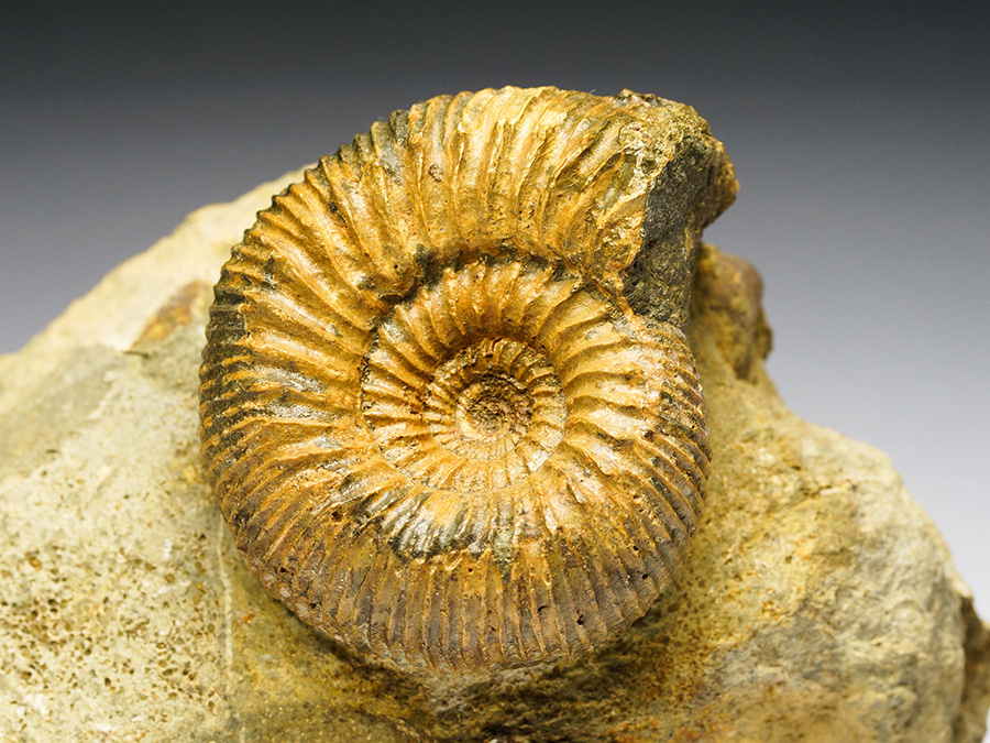 Ammonit aus der Schweiz
