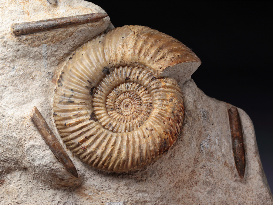 Ammonitenstufe aus England
