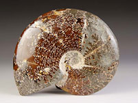 Ammonit aus Madagaskar