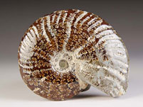 Ammonit aus Madagaskar