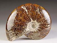 Ammonit aus Madagaskar