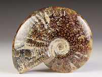 Ammonit aus Madagaskar