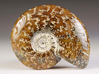 Ammonit aus Madagaskar
