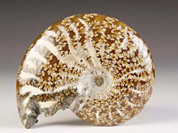 Ammonit aus Madagaskar