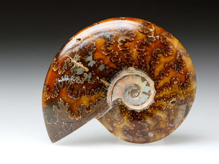geschiffener Ammonit - Pseudosonneratia sakalava