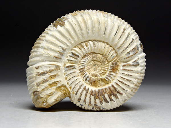 Ammonit aus Madagaskar