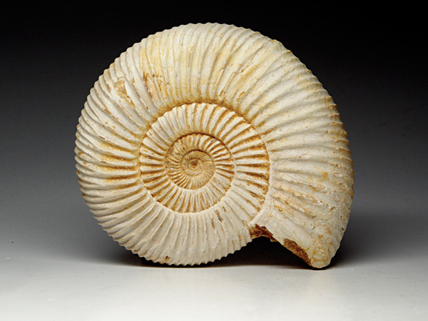 Ammonit aus Madagaskar