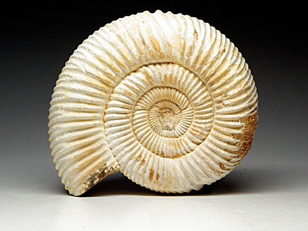 Ammonit aus Madagaskar