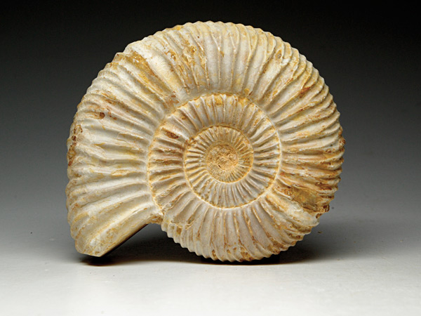 Ammonit aus Madagaskar