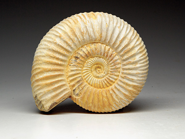 Ammonit aus Madagaskar