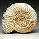 versteinerte Ammoniten aus Madagaskar, Perisphinctes