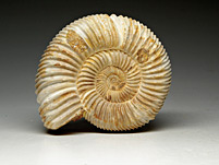 versteinerter Ammonit aus Madagaskar, Perisphinctes