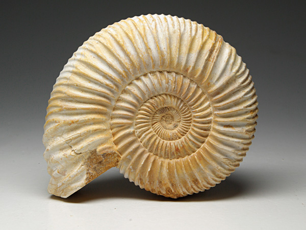 Ammonit aus Madagaskar
