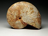 versteinerter Ammonit aus Madagaskar, Perisphinctes