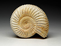 versteinerter Ammonit aus Madagaskar, Perisphinctes