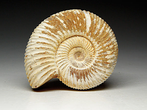 Ammonit aus Madagaskar