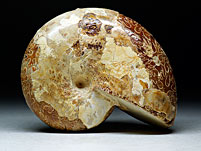 versteinerter Ammonit aus Madagaskar, Perisphinctes