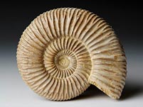 versteinerter Ammonit aus Madagaskar, Perisphinctes