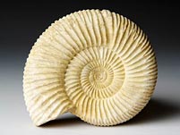 versteinerter Ammonit aus Madagaskar, Perisphinctes