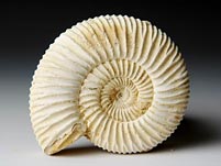 versteinerter Ammonit aus Madagaskar, Perisphinctes