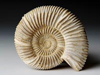 versteinerter Ammonit aus Madagaskar, Perisphinctes