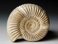 versteinerter Ammonit aus Madagaskar, Perisphinctes