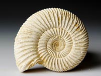 versteinerter Ammonit aus Madagaskar, Perisphinctes