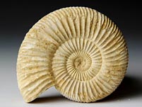 versteinerter Ammonit aus Madagaskar, Perisphinctes