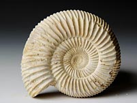 versteinerter Ammonit aus Madagaskar, Perisphinctes