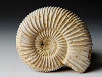 versteinerter Ammonit aus Madagaskar, Perisphinctes