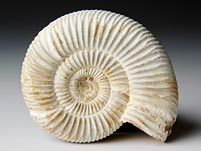 versteinerter Ammonit aus Madagaskar, Perisphinctes