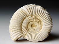 versteinerter Ammonit aus Madagaskar, Perisphinctes