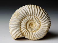 versteinerter Ammonit aus Madagaskar, Perisphinctes