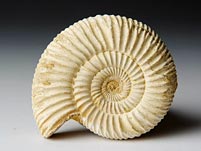 versteinerter Ammonit aus Madagaskar, Perisphinctes