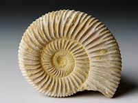 versteinerter Ammonit aus Madagaskar, Perisphinctes