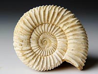versteinerter Ammonit aus Madagaskar, Perisphinctes