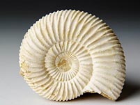 versteinerter Ammonit aus Madagaskar, Perisphinctes