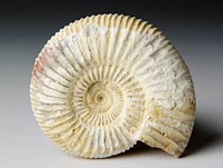 versteinerter Ammonit aus Madagaskar, Perisphinctes
