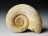 versteinerter Ammonit aus Madagaskar