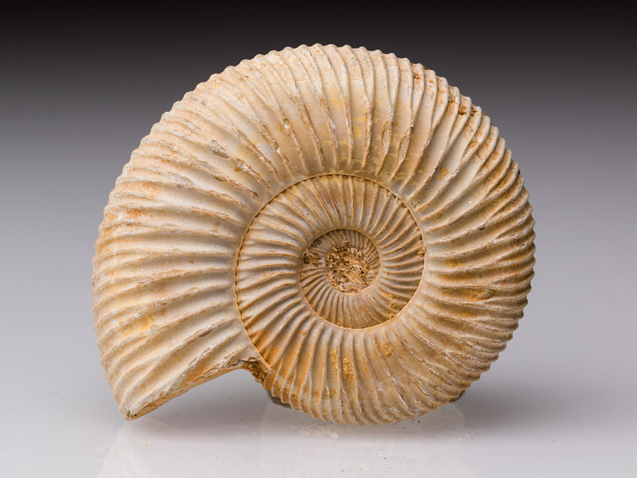 Ammonit (Perisphinctes) aus Madagaskar