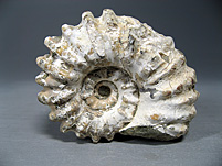 Perlmutammonit aus Madagaskar