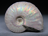 Perlmutammonit aus Madagaskar