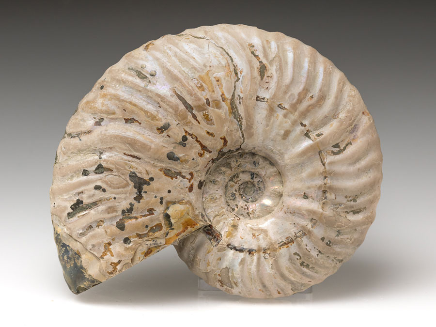 Ammonit: Pseudosonneratia