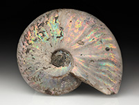 Cleoniceras besairiei