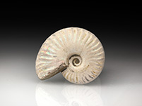 Cleoniceras besairiei