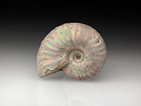 Pseudosonneratia sakalava