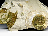 Ammonit (Othosphinctes) aus der Umgebung von Neumarkt