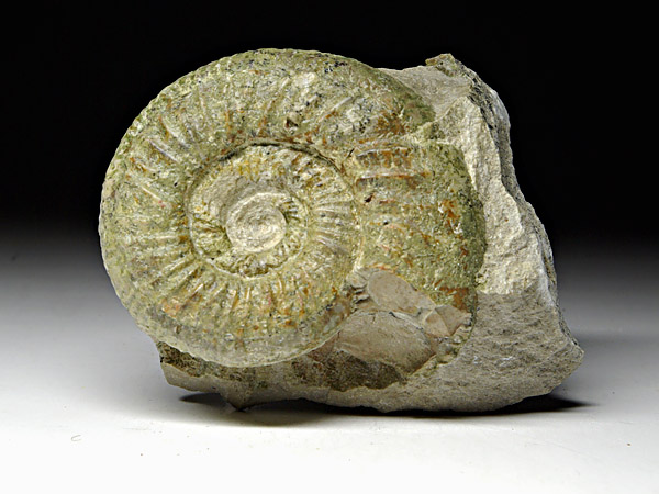 Ammonit (Orthosphinctes) aus der Umgebung von Neumarkt