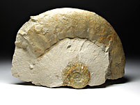 Ammonit (Othosphinctes) aus der Umgebung von Neumarkt